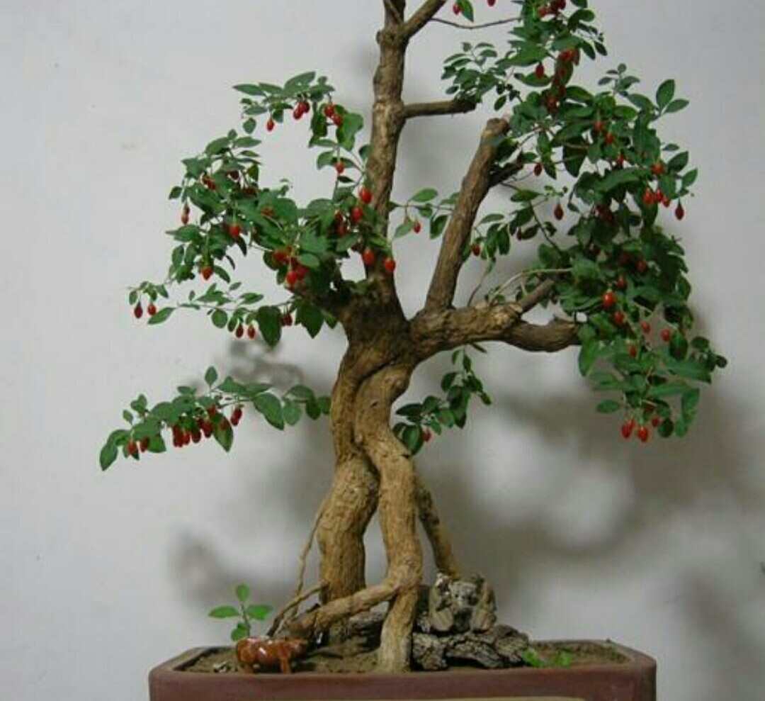 枸杞盆景 新浪网