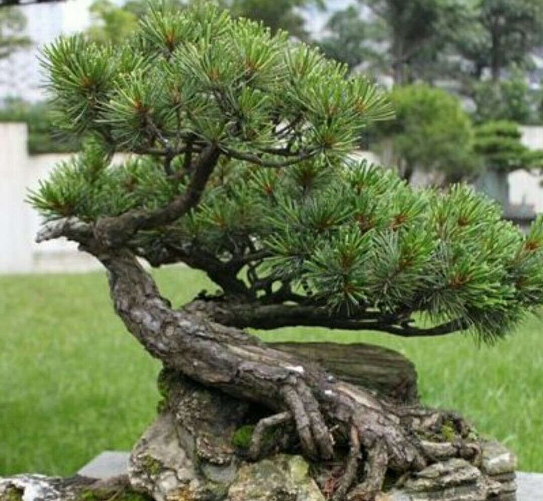 五,造型摘芽是保持五针松盆景树形优美的重要整形措施.