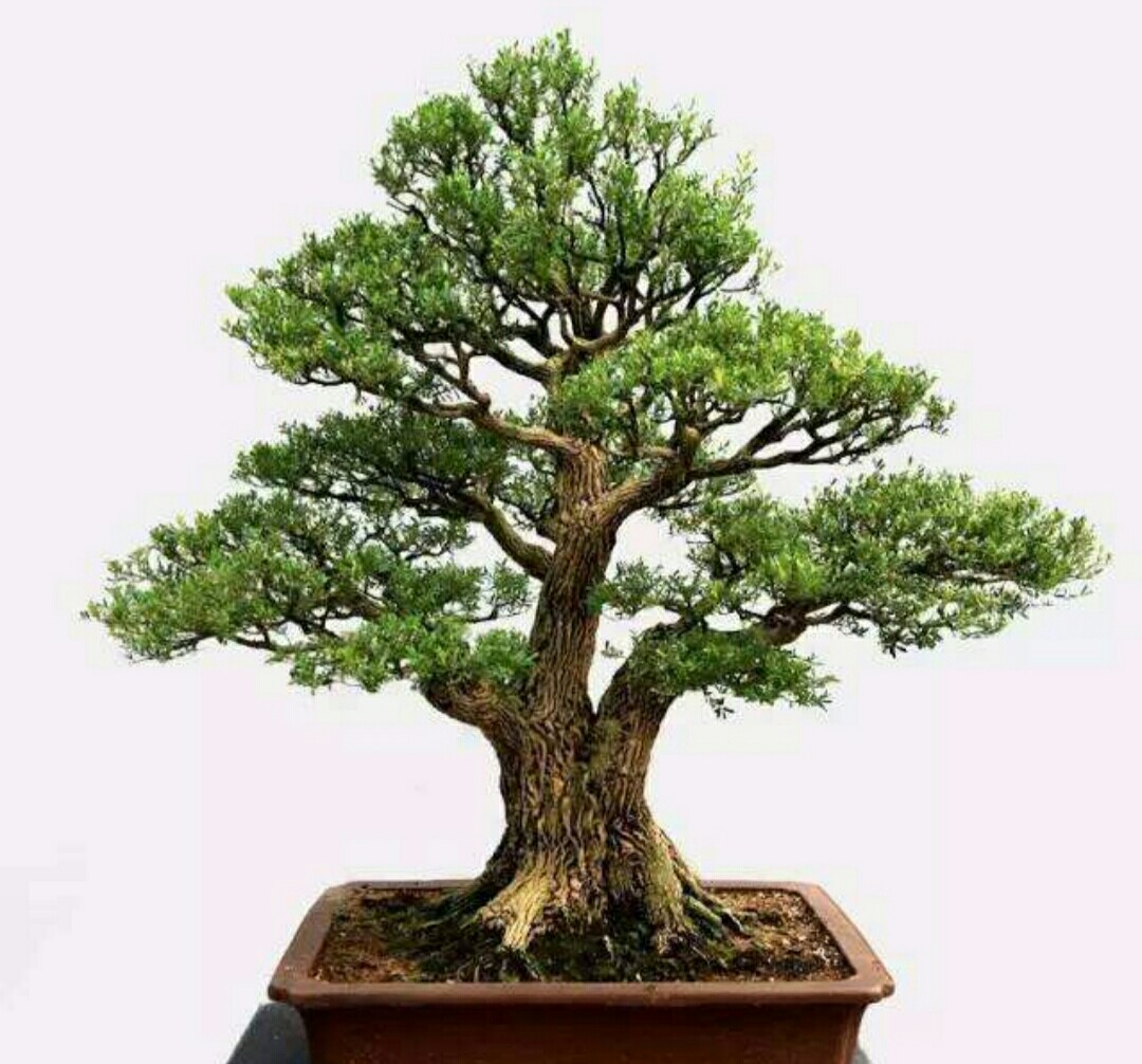 黄杨品种那么多你知道制作盆景用哪种吗