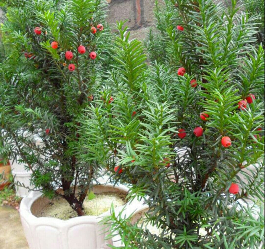 红豆杉|盆栽|枝叶_新浪新闻