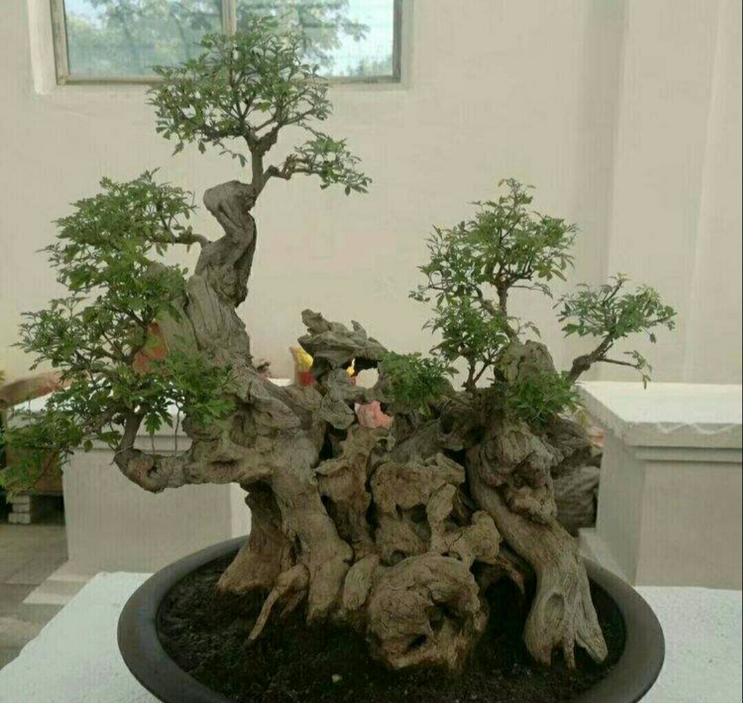 山上常见的荆疙瘩怎样才能做成漂亮的盆景