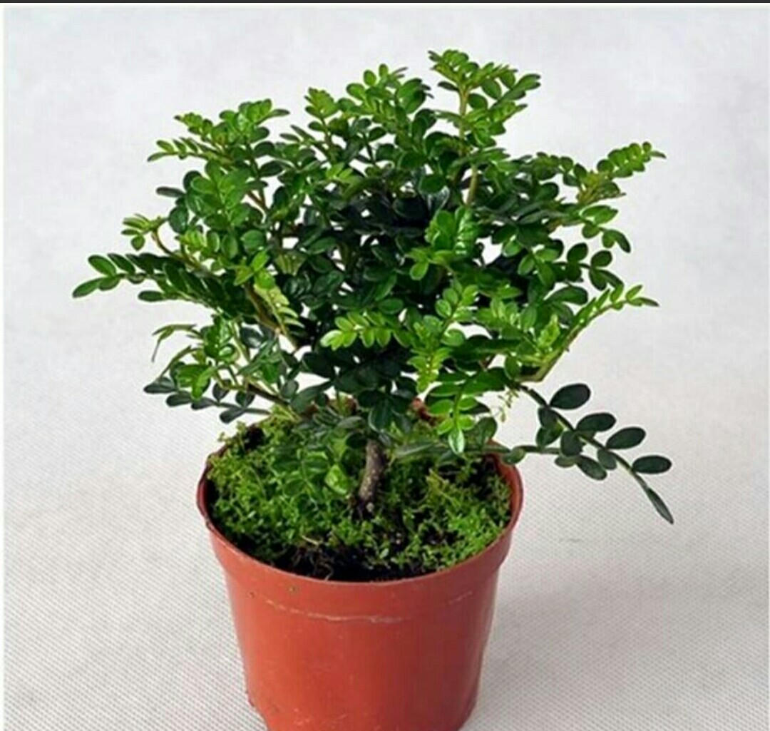 家中养盆清香木不仅可以观赏原来还有美白养颜的功效