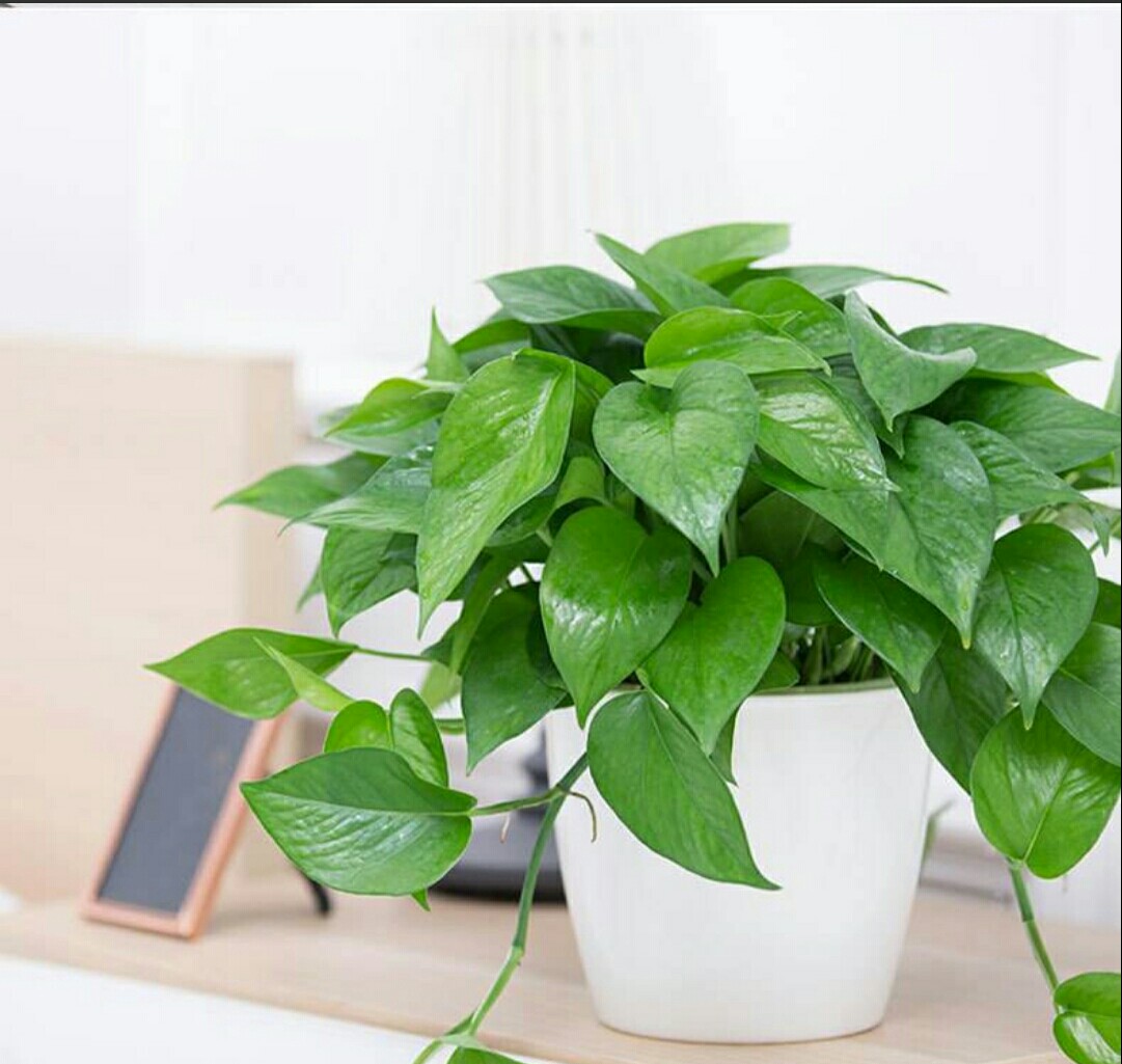 装修完新房摆放上这几种植物能有效吸收甲醛