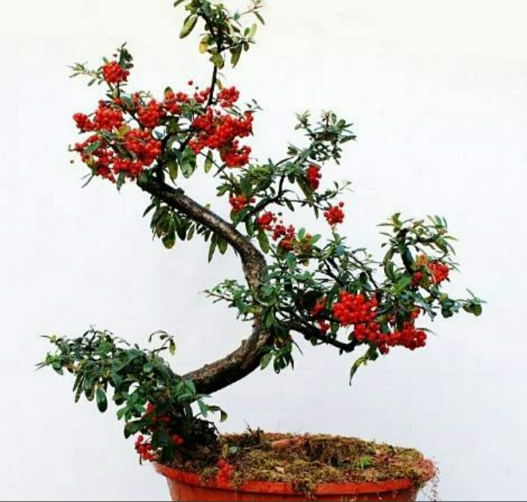 野外采挖的火棘桩上盆后该怎样管理