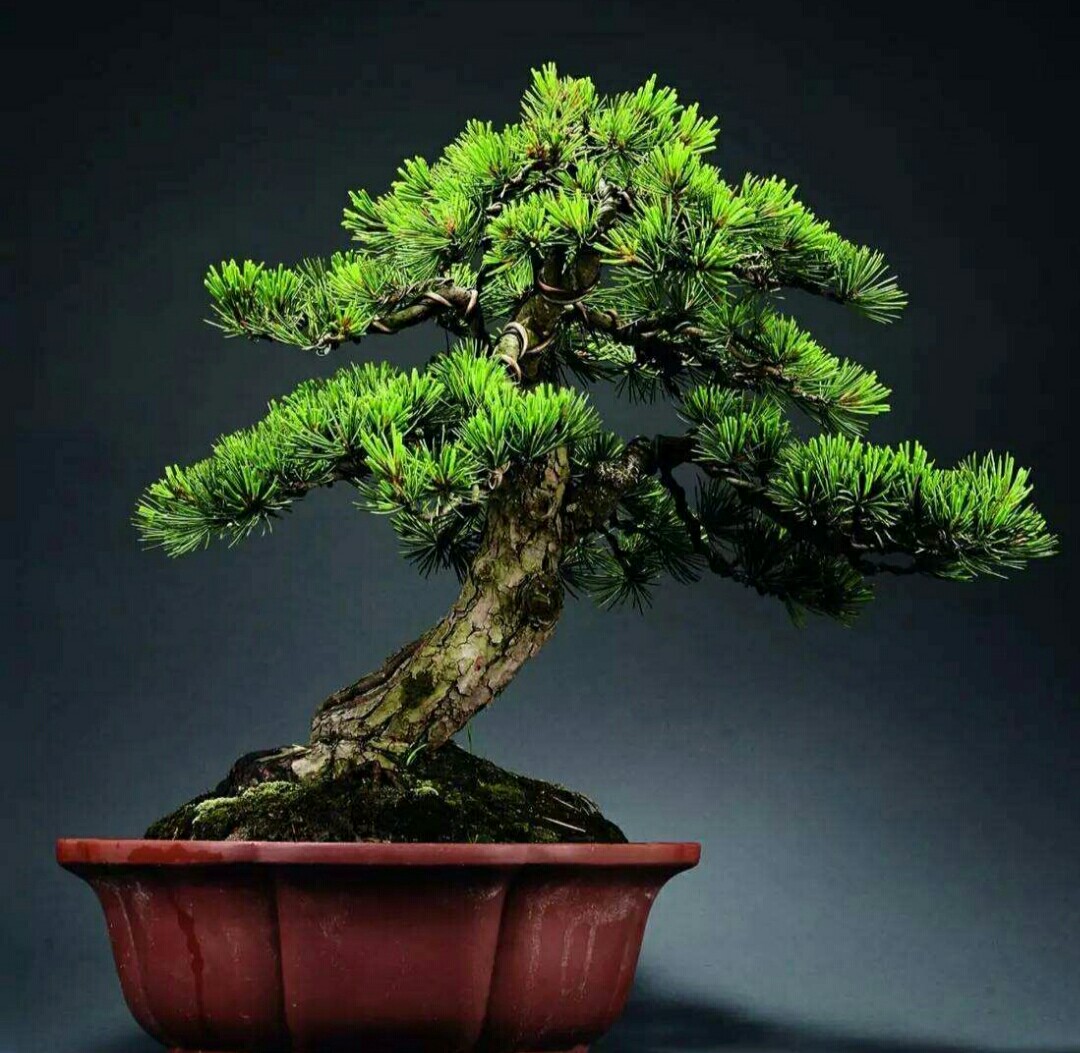 五针松对生长环境要求苛刻如何才能养好五针松盆景呢