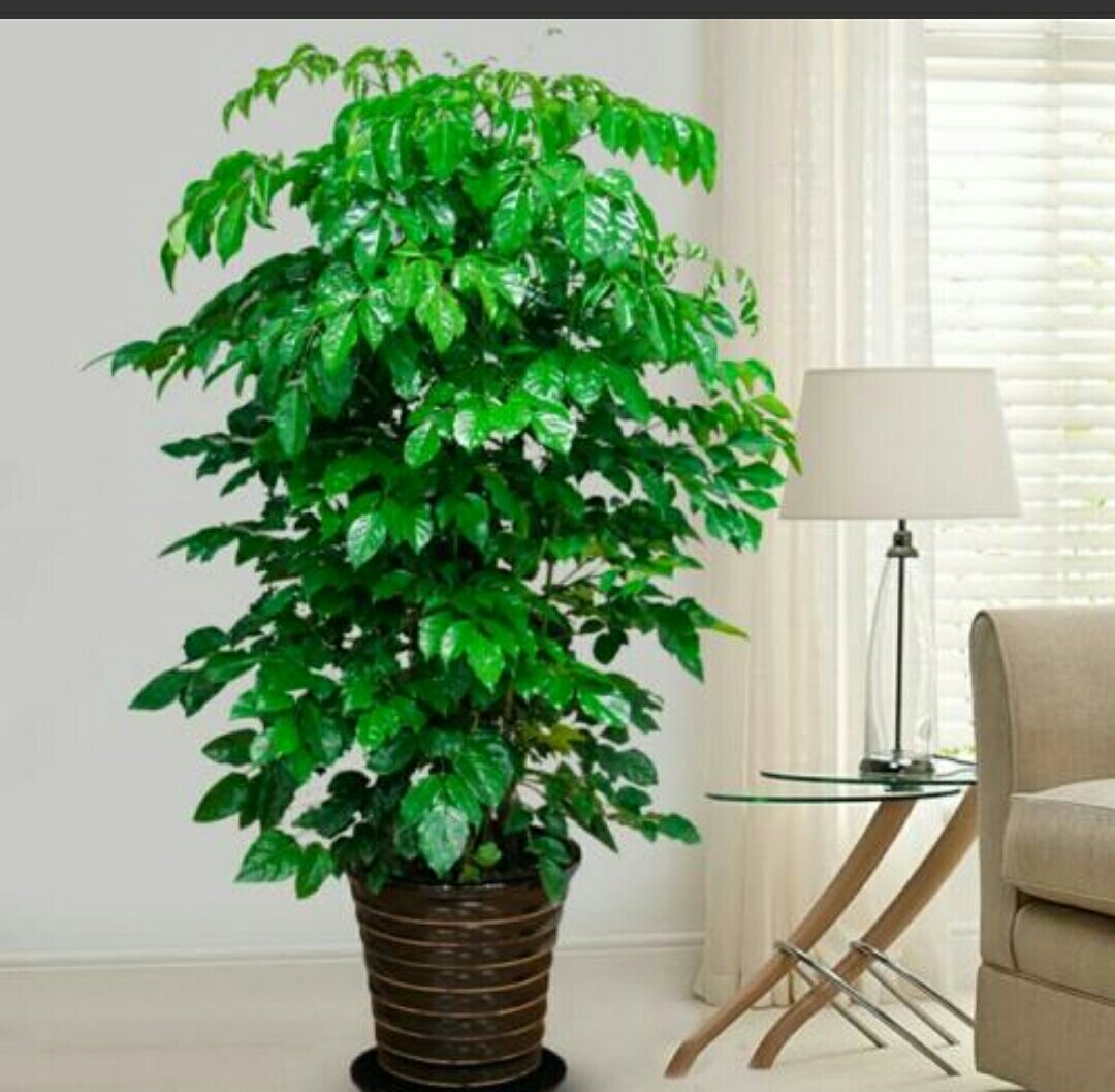 怎样才能把家中的幸福树养护的既翠绿又旺盛