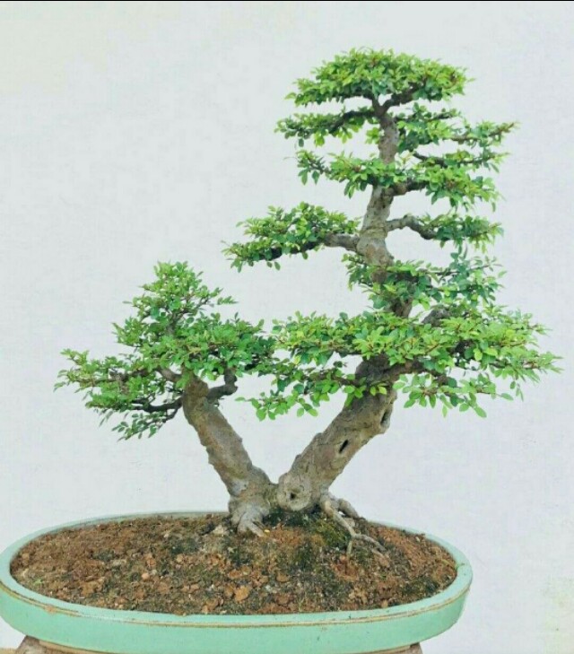 在选桩,截桩时要有明确的认识,要敢于肯定树桩中所含的造型形式,要一