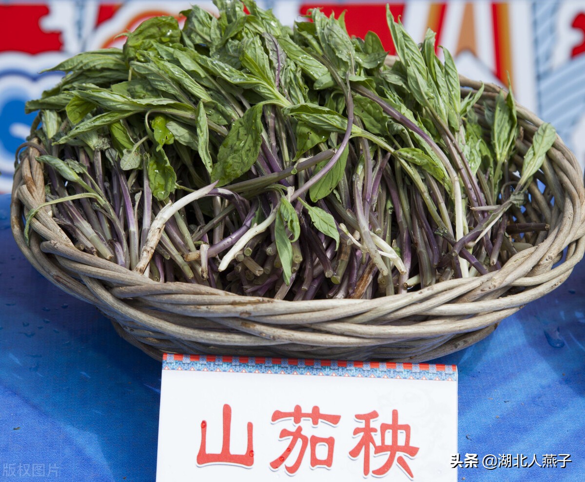 65种野菜图片大全,教你认识不同的野菜和吃法,你想要的野菜都有|蒲公英|野菜|吃法_新浪新闻