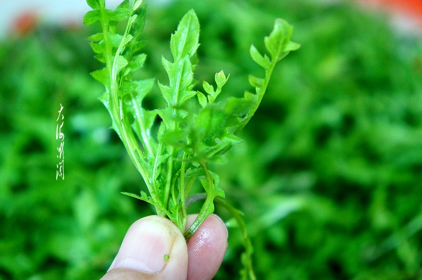 小满节气这3种野菜夏天记得常吃清热去火又开胃