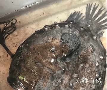 美国加州发现一条黑色怪鱼满嘴尖牙利齿头部还像长有一个灯笼