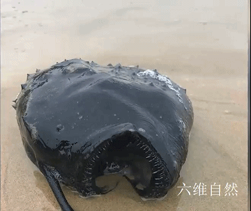 美国加州发现一条黑色怪鱼满嘴尖牙利齿头部还像长有一个灯笼