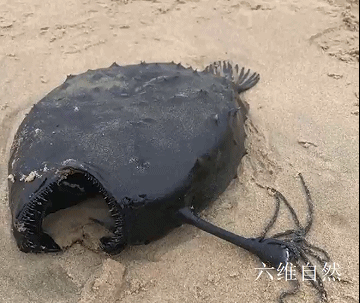 而是一种深海鱼,从外形来看,应该是属于深海鮟鱇鱼中的——鞭冠鮟鱇鱼