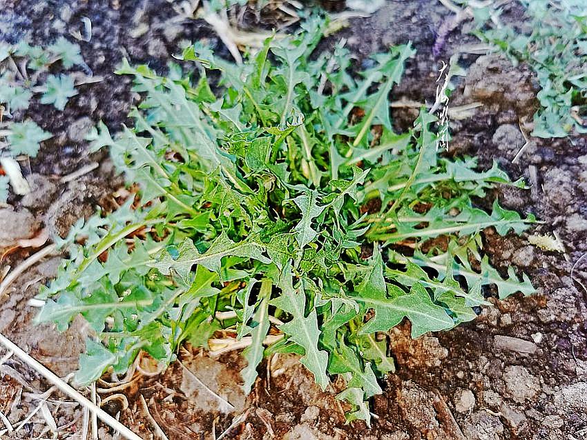 小满节气这3种野菜夏天记得常吃清热去火又开胃