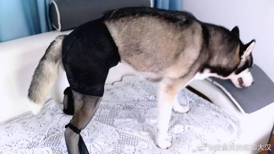 给二哈穿上丝袜,会是什么反应?