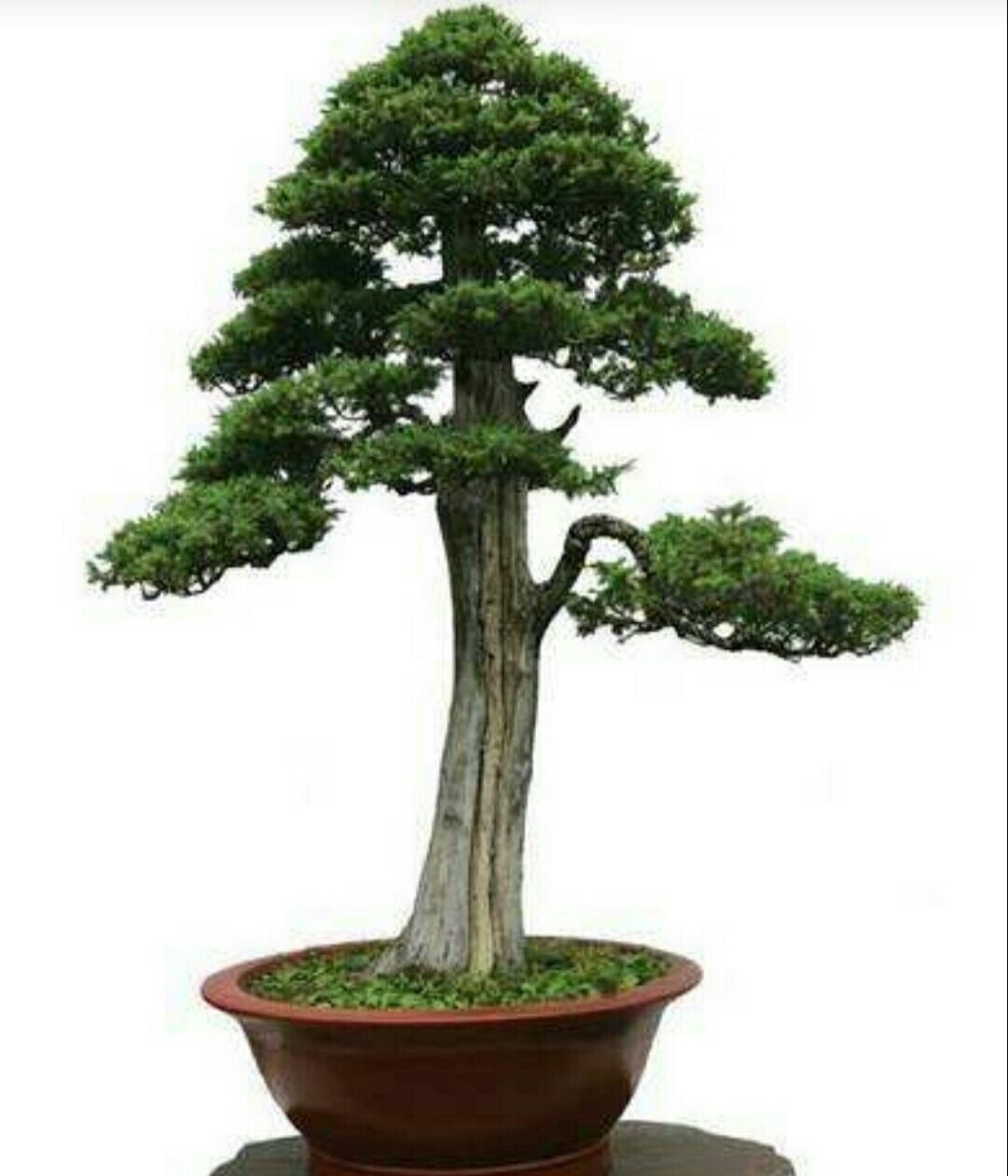 造型|盆景|桩形_新浪新闻