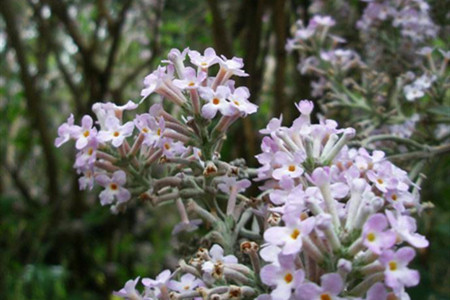 密蒙花的养护方法