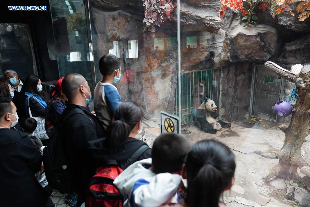 Visitors watch giant panda Meng Er at the giant panda pavilion of Beijing Zoo in Beijing, capital of China, April 21, 2021. Ma Tao, 51 years old, breeder of the giant panda pavilion of Beijing Zoo, has been a feeder of giant pandas for 32 years. Every day, before working, Ma observes the condition of giant pandas and adjusts food recipe for them. Over the past years, Ma has fed about 20 giant pandas, with whom he also developed deep emotions. Nowadays he can quickly judge the health condition of the animal with methods he explored and concluded. He also teaches young colleagues to have patience and be earnest during work. Feeding giant pandas, the treasure animal of the country, makes him feel proud. (Xinhua/Ju Huanzong)