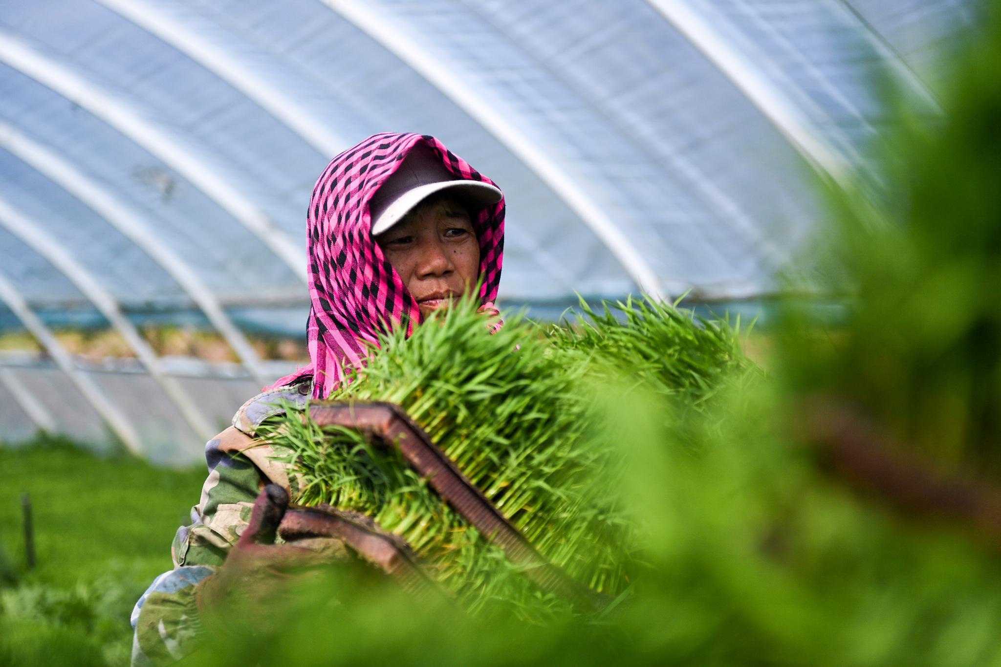 吉林镇赉:水稻插秧忙|吉林省|白城市|农民_新浪新闻