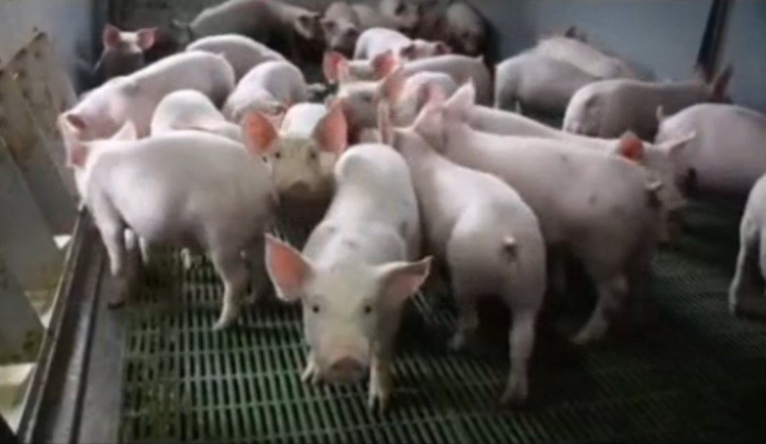 有害气体对猪的影响和危害都有哪些,如何防控?休闲区蓝鸢梦想 - Www.slyday.coM 有害气体对猪的影响和危害都有哪些,如何防控?休闲区蓝鸢梦想 - Www.slyday.coM