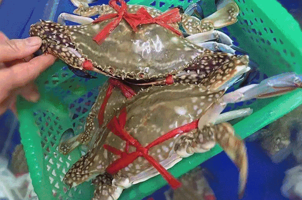 人来人往的渔市大蚝,海鳝等名贵海鲜盛产墨鱼,石斑鱼,红鱼,明虾,企沙