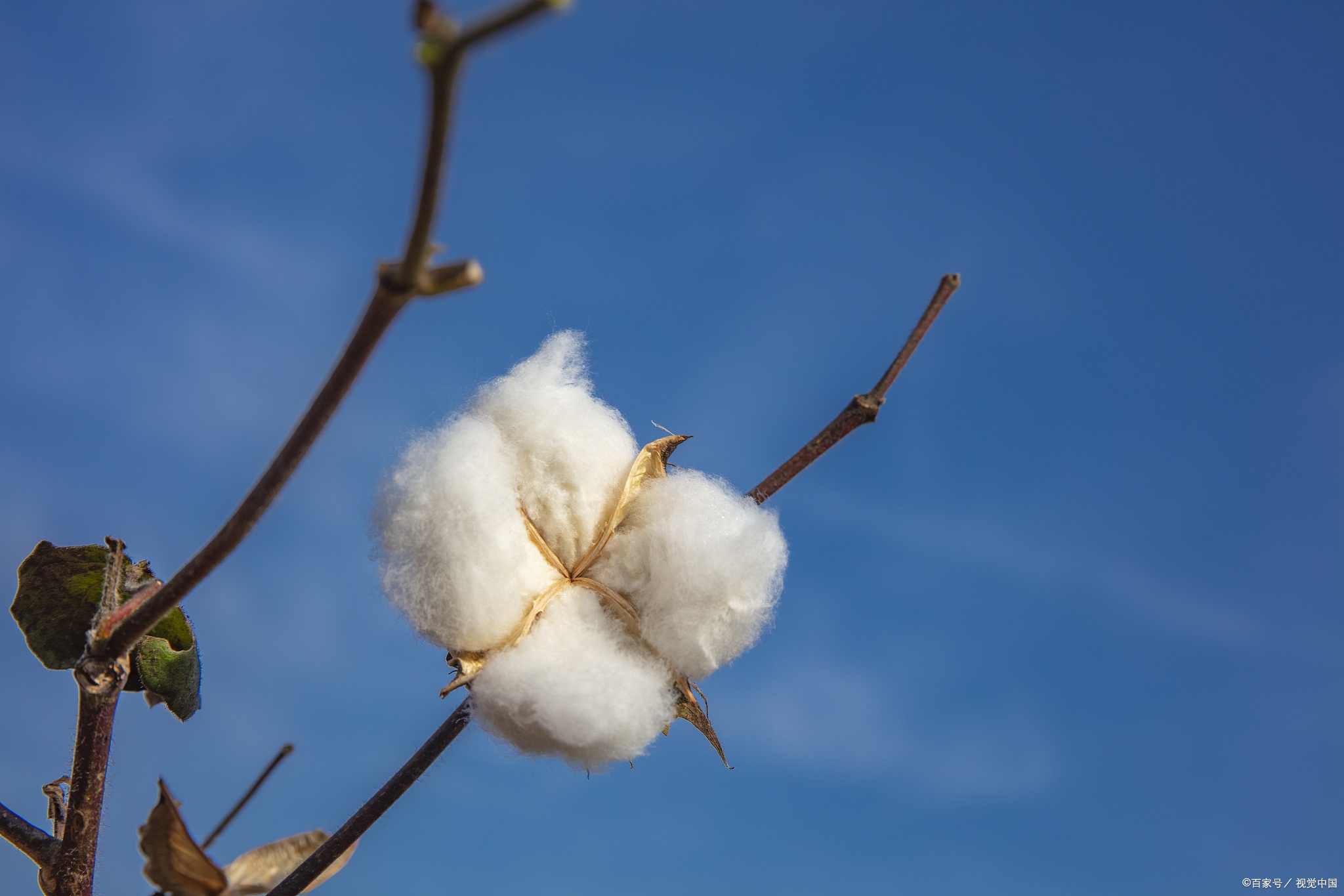 为支持新疆棉花武汉音乐学院创作歌曲挺立的棉花