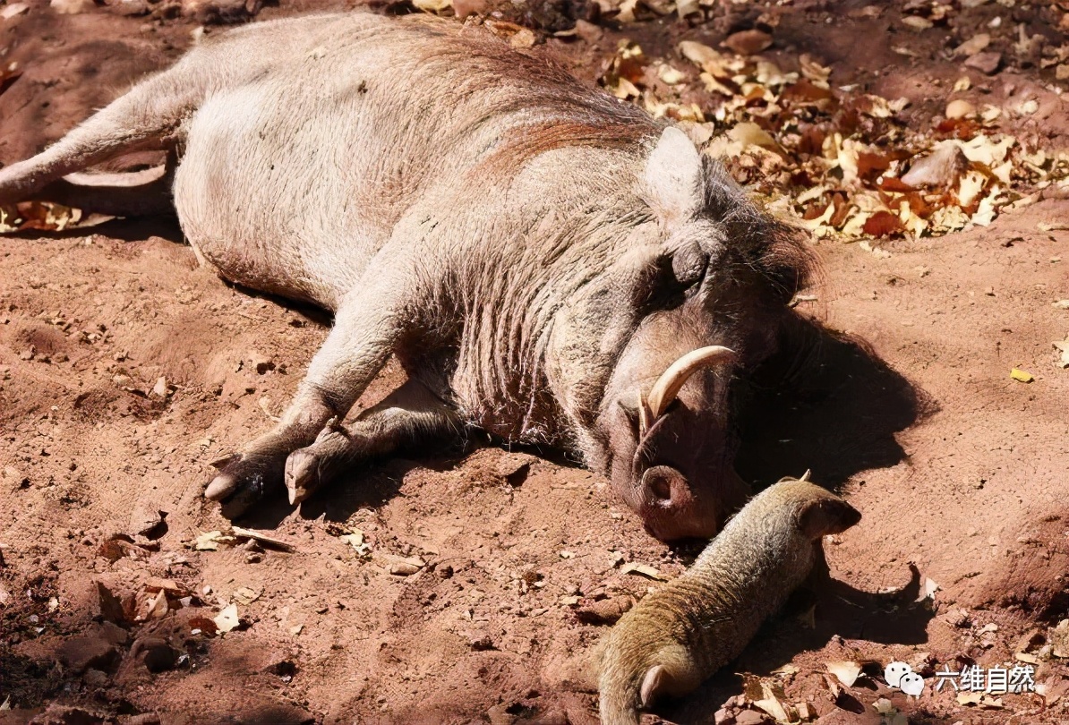 保护区一头疣猪和狐獴成好朋友,常在一起玩耍,现实版彭彭和丁满
