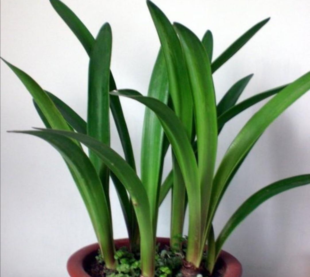 朱顶红只长叶子不开花给它做好这几点很快抽生出花箭