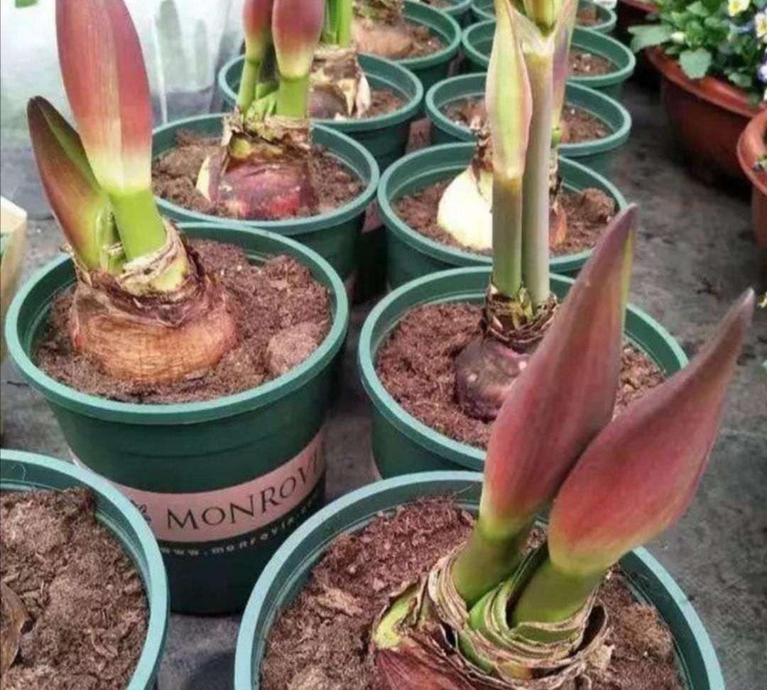 朱顶红只长叶子不开花给它做好这几点很快抽生出花箭