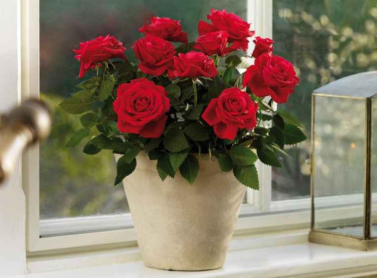 选择带花苞的玫瑰幼苗,这样养护得当的话,不仅当年可持续开花好长时间