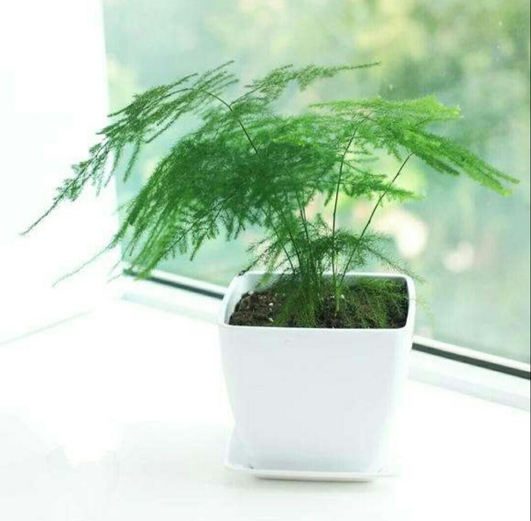 家里养的文竹为什么会出黄叶的现象应该怎么解决