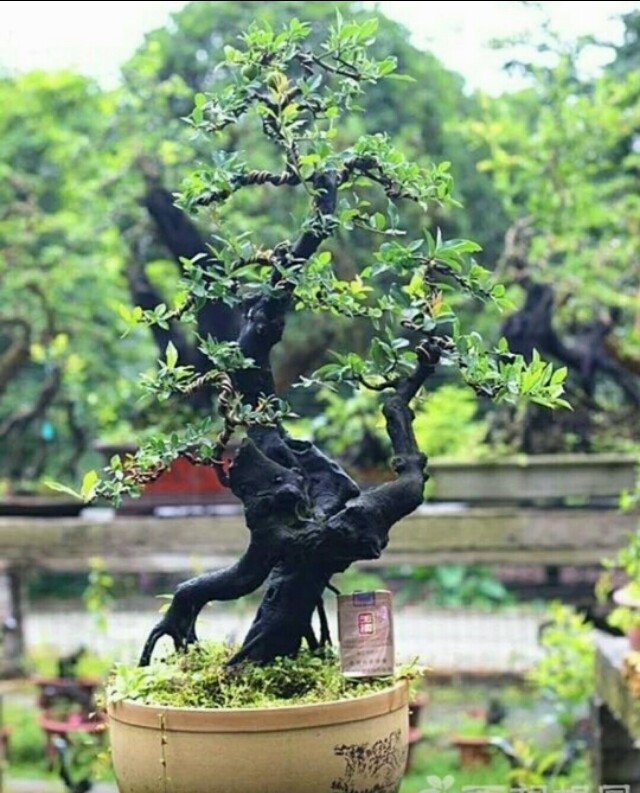 金弹子盆景修剪示意图(金弹子盆景怎么养护常识)