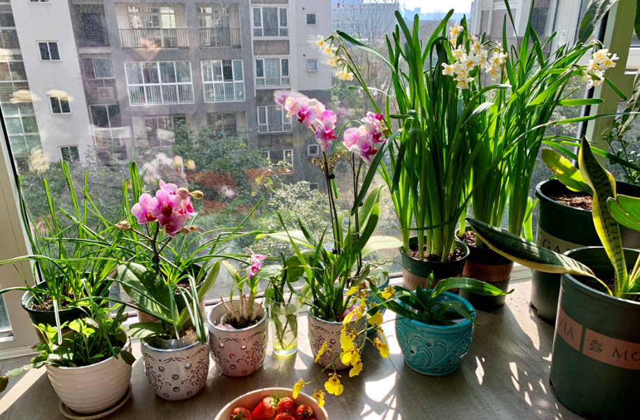 家庭养花“5大忌”,想养好花,要根据植物合理改善才行