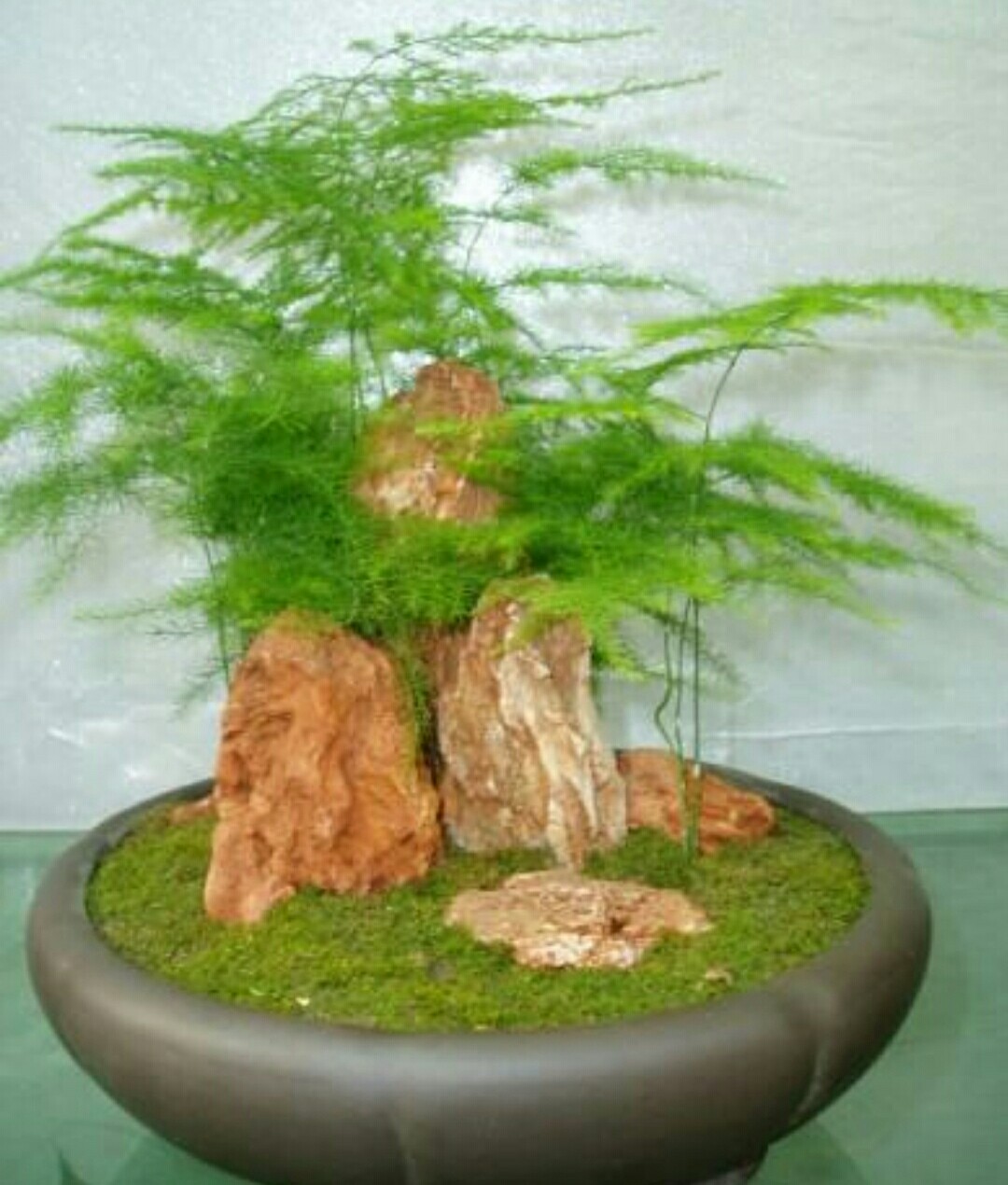 家里养的文竹为什么会出黄叶的现象应该怎么解决