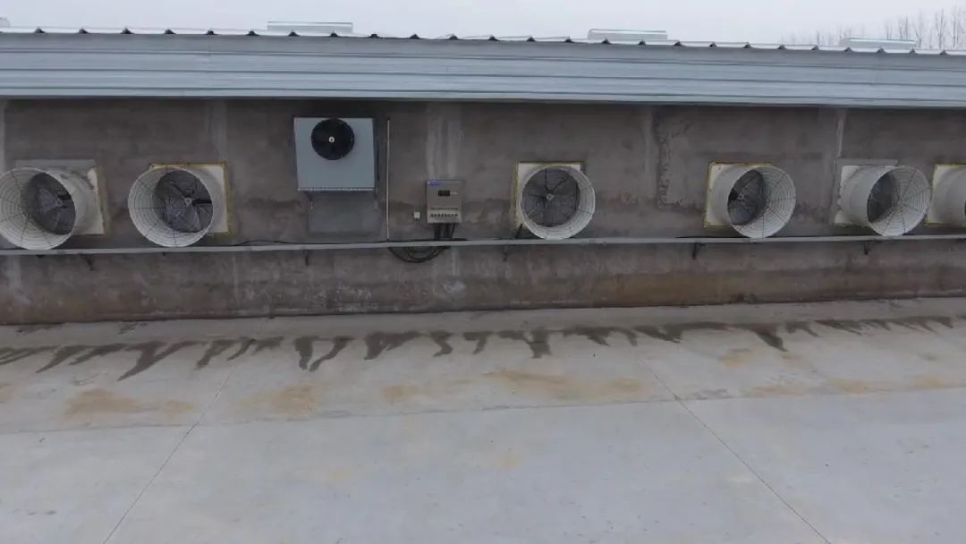 有害气体对猪的影响和危害都有哪些,如何防控?休闲区蓝鸢梦想 - Www.slyday.coM 有害气体对猪的影响和危害都有哪些,如何防控?休闲区蓝鸢梦想 - Www.slyday.coM