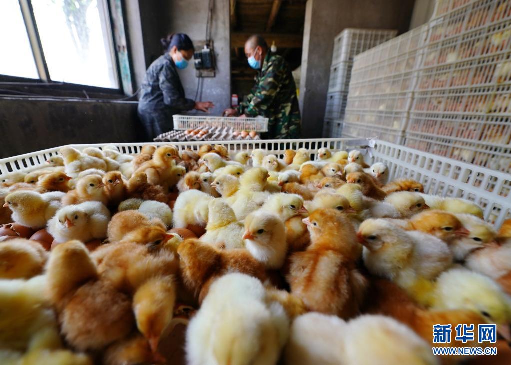 5月22日,滦州市滦城街道沈官营一村一家孵化厂的工人在孵化车间工作.