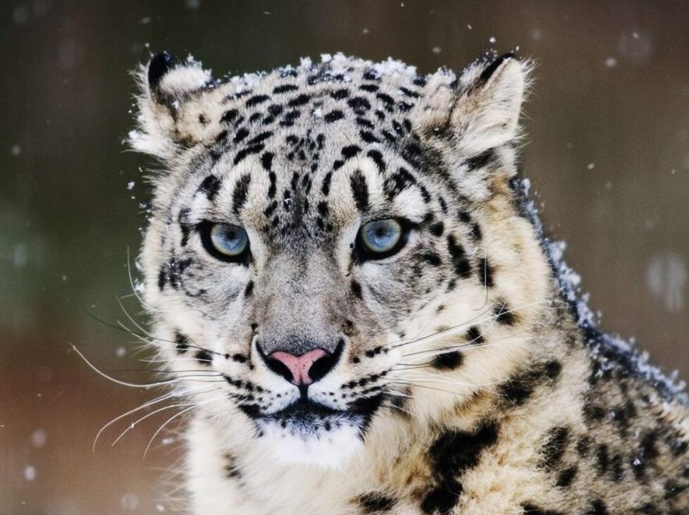 时隔50多年,贺兰山重现雪山之王雪豹,它出现意味着什么?