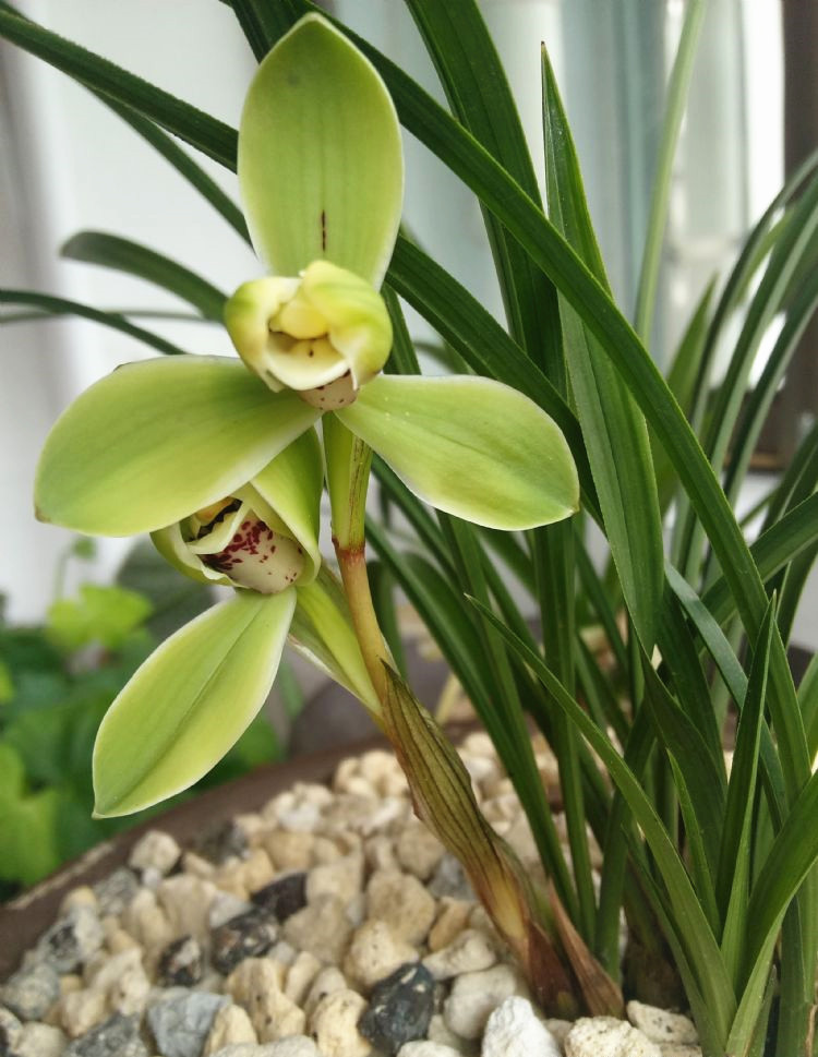 春兰名品宋梅瓣型百变芳香四溢下山百年之久性价比高