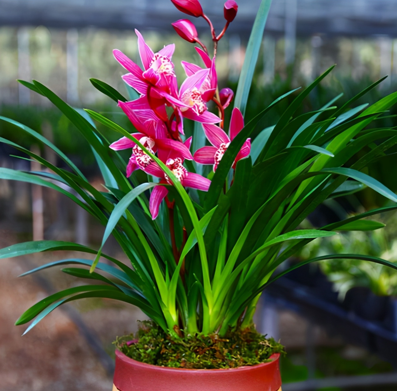 此兰花色美艳花香浓郁便宜好养活颜值不输上万元的高档货