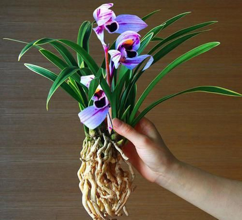 兰花界的新品"紫月荷",花朵又美又仙,香味醇正,开花自带仙气