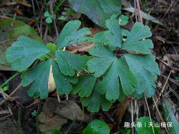 农村路旁边这种野草,根的价值好高50元一斤|野草|雷丸|天葵_新浪新闻