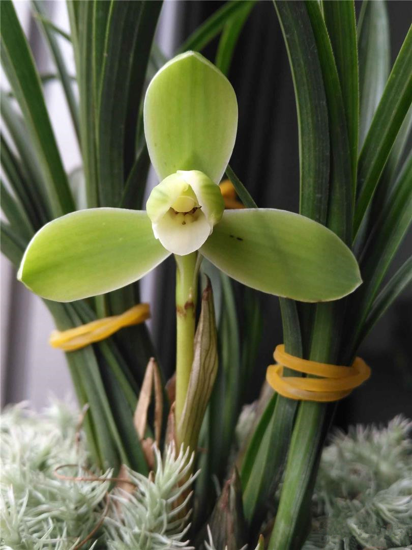 它就是春兰"宋梅",一款下山于清朝乾隆时期的品种,它的花型是梅瓣型