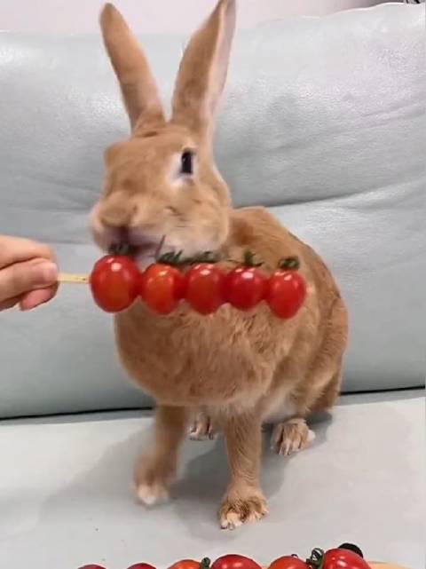 兔子吃小西红柿