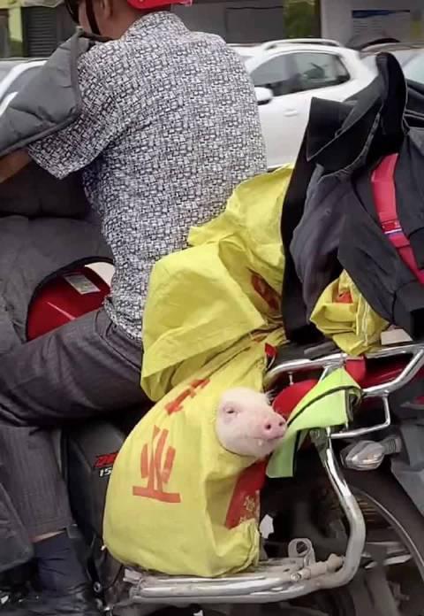 奔赴猪生的下一旅途,不知道会变成一道什么菜!