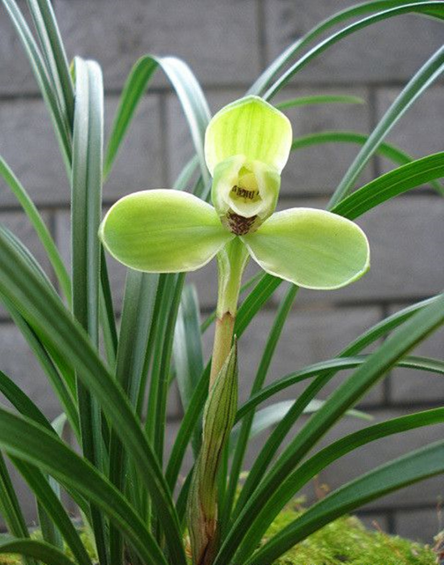 经典兰花"宋梅",历史悠久,存世量少,是无法超越的经典品种!