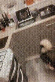 醉酒女子半夜回家,误以为遇到狼,一觉醒来后,床上冒出一只二哈休闲区蓝鸢梦想 - Www.slyday.coM