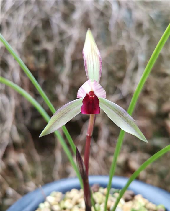 兰花界的新宠—滇红素,气质与高雅并存,曾多次获奖,很值得入手