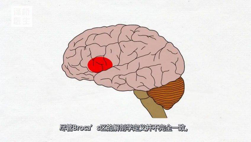 布罗卡氏区即运动性言语中枢(说话中枢)_新浪新闻
