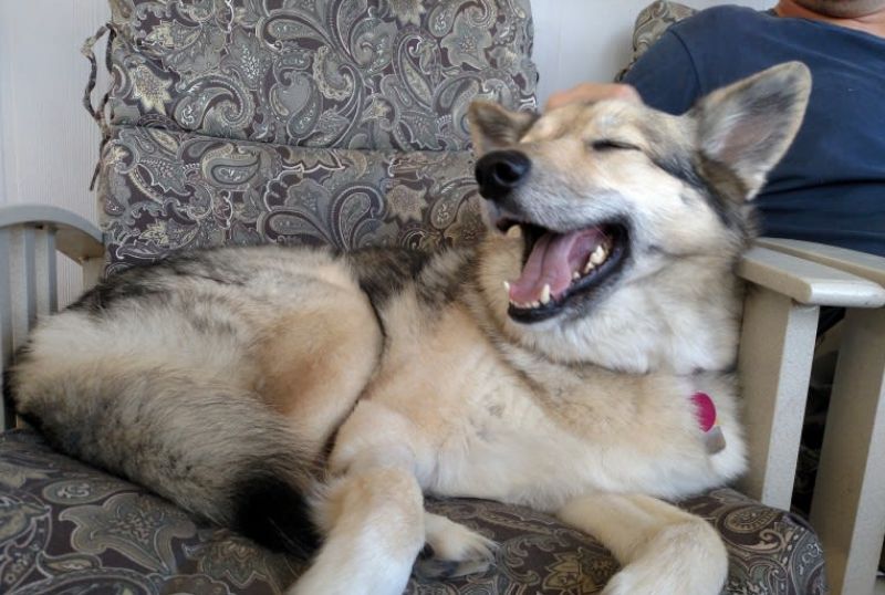 醉酒女子半夜回家,误以为遇到狼,一觉醒来后,床上冒出一只二哈休闲区蓝鸢梦想 - Www.slyday.coM