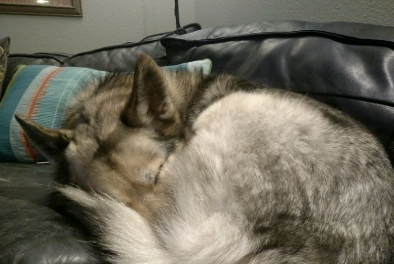 醉酒女子半夜回家,误以为遇到狼,一觉醒来后,床上冒出一只二哈休闲区蓝鸢梦想 - Www.slyday.coM