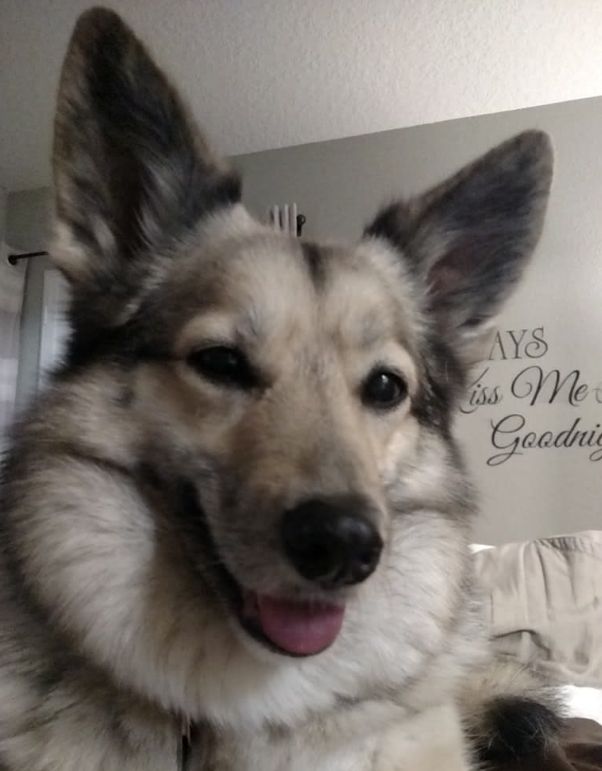 醉酒女子半夜回家,误以为遇到狼,一觉醒来后,床上冒出一只二哈休闲区蓝鸢梦想 - Www.slyday.coM